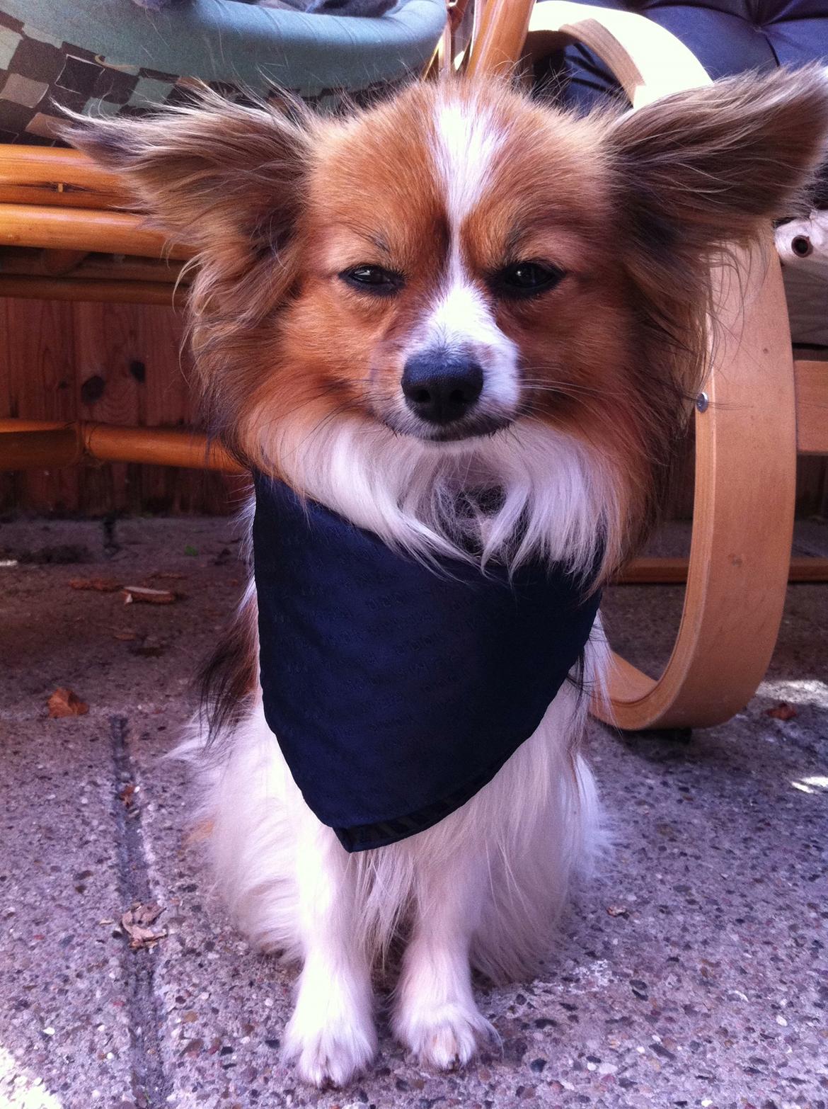 Papillon Aslan billede 6