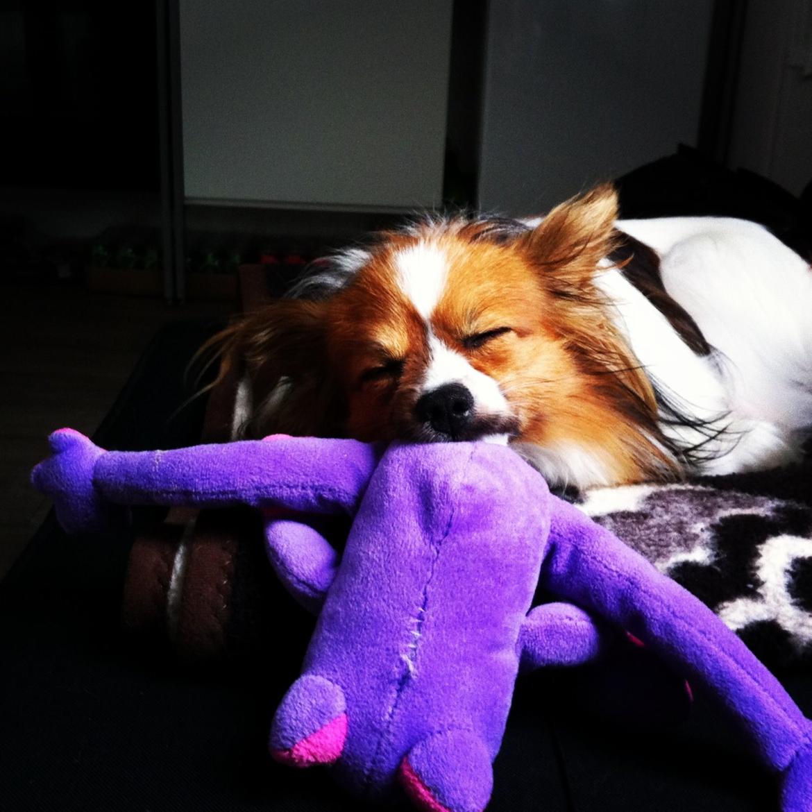 Papillon Aslan billede 7