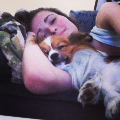 Papillon Aslan billede 8