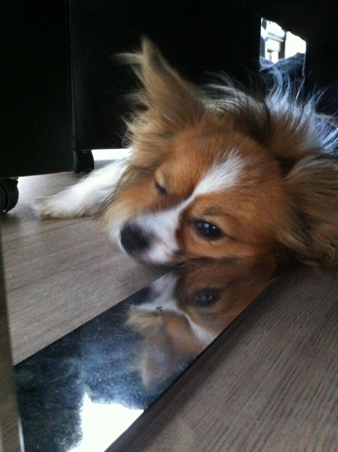 Papillon Aslan billede 9