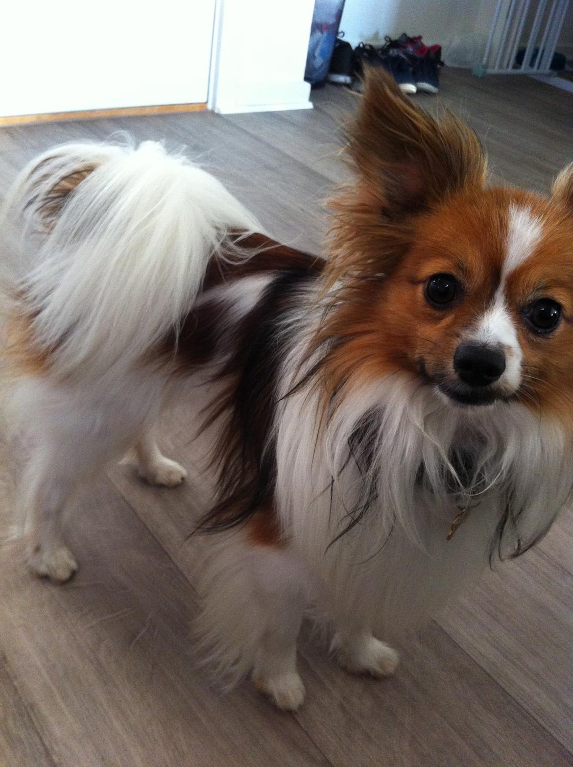 Papillon Aslan - Mit navn er Aslan, velkommen til min profil. billede 1