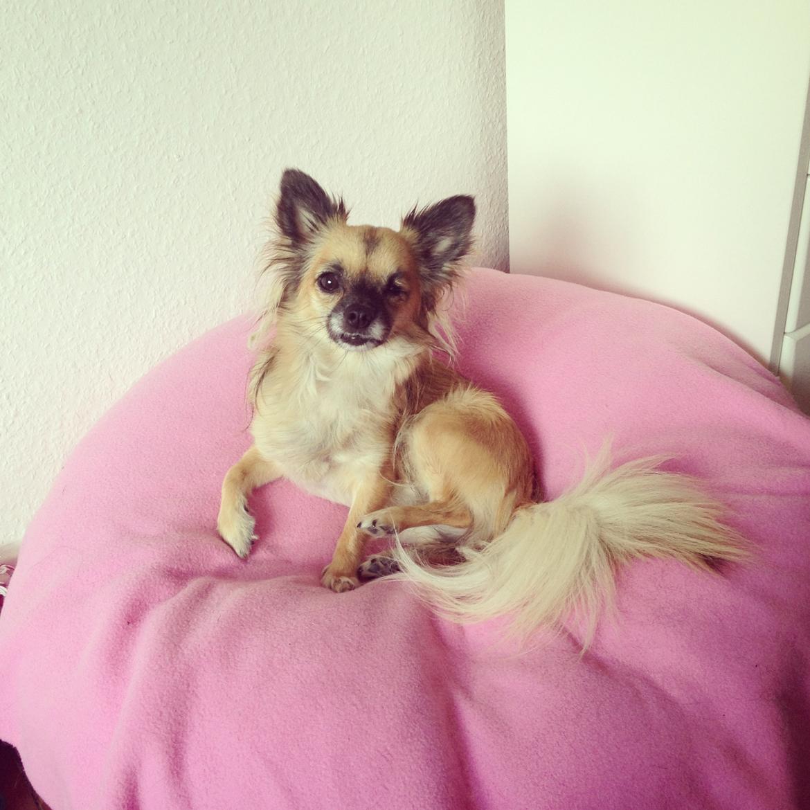Chihuahua Chanel - 2013. billede 1