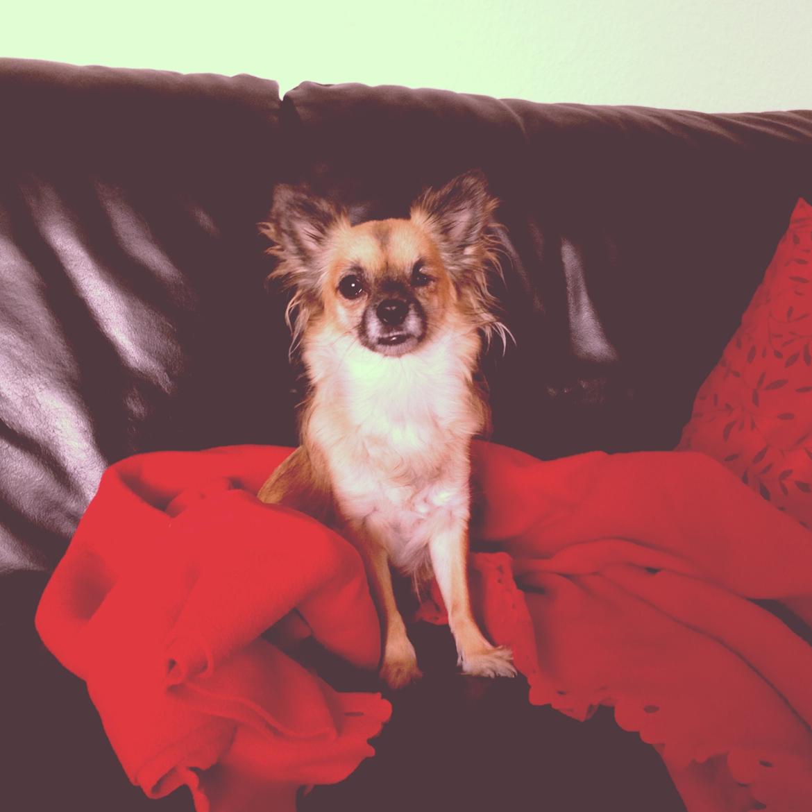 Chihuahua Chanel - 2013. billede 17