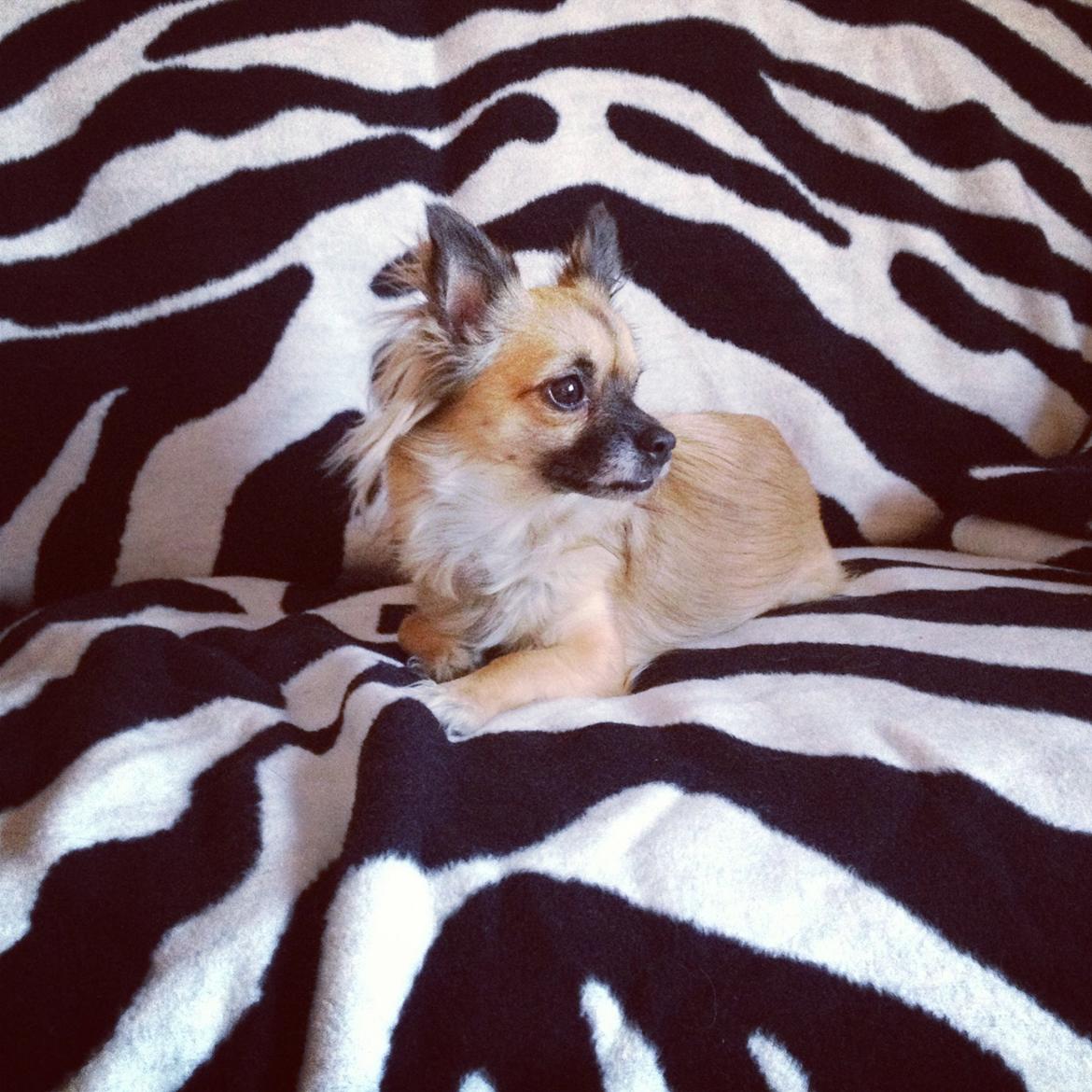 Chihuahua Chanel - 2013. billede 3