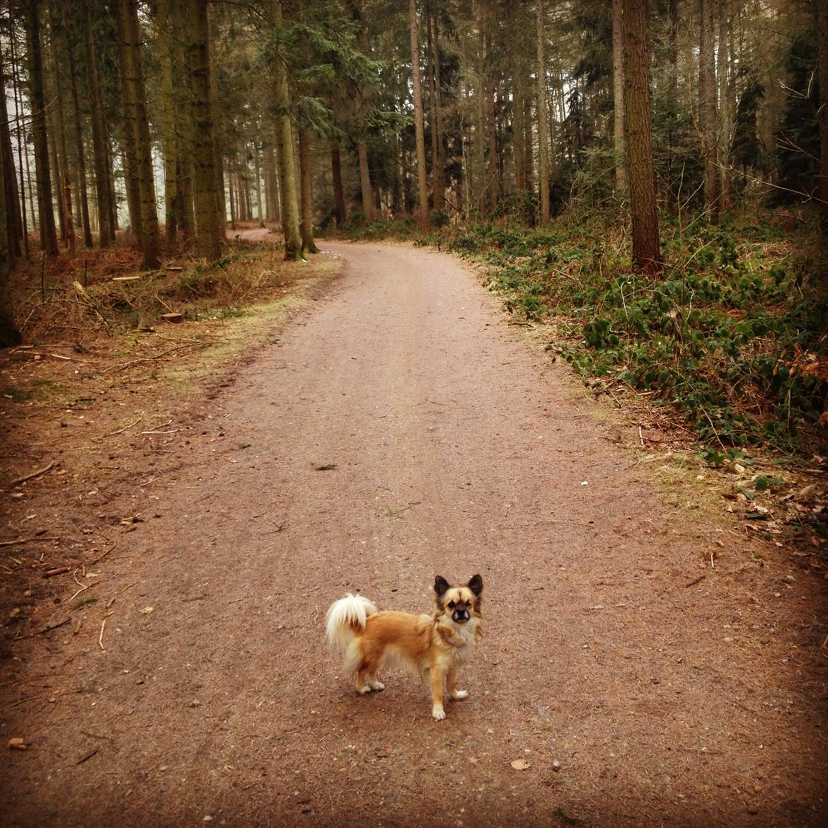 Chihuahua Chanel - 2013. billede 18