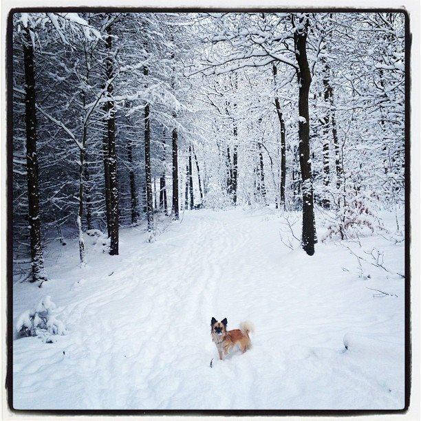 Chihuahua Chanel - 2013. billede 19