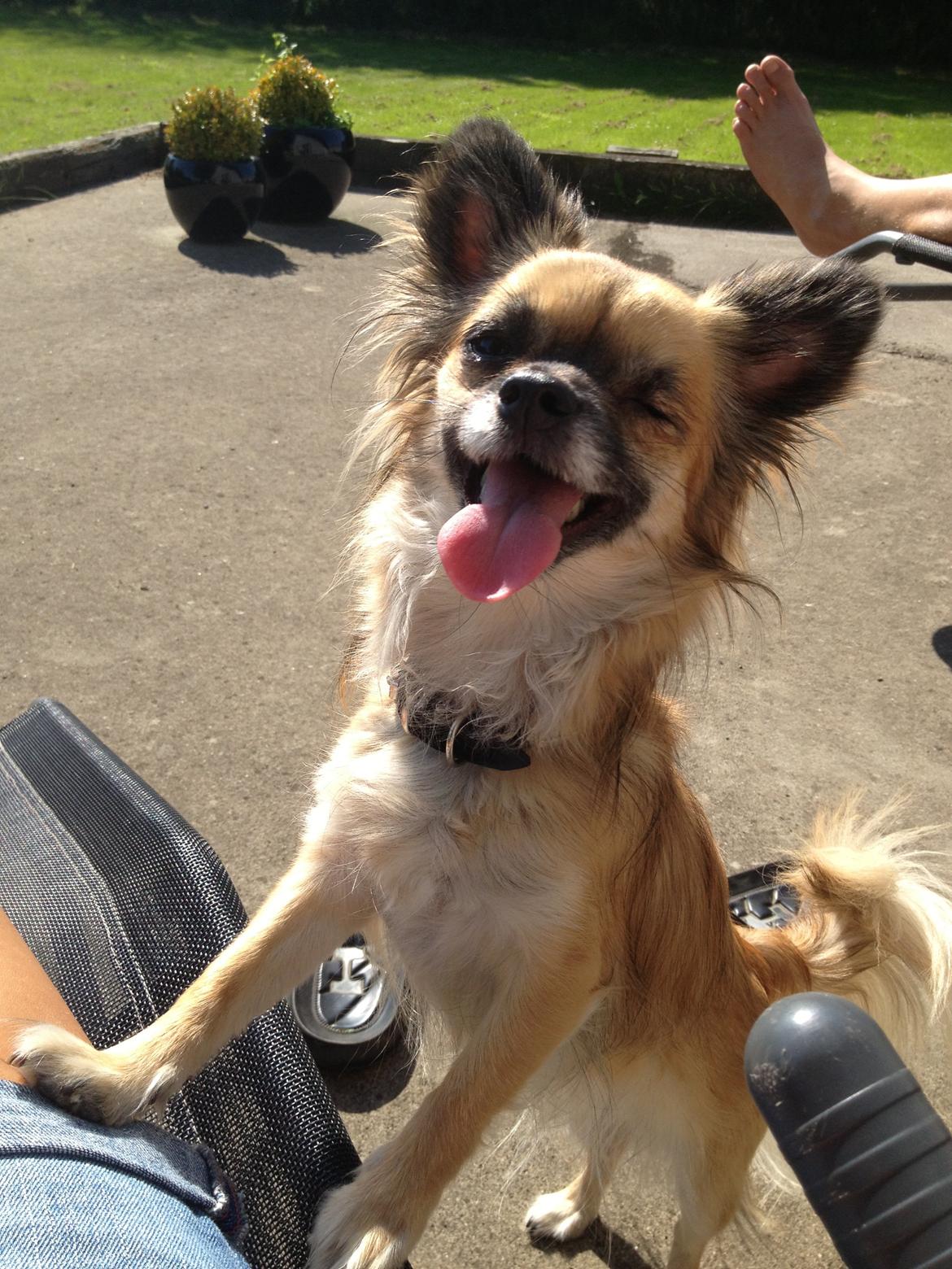 Chihuahua Chanel - 2013. billede 20