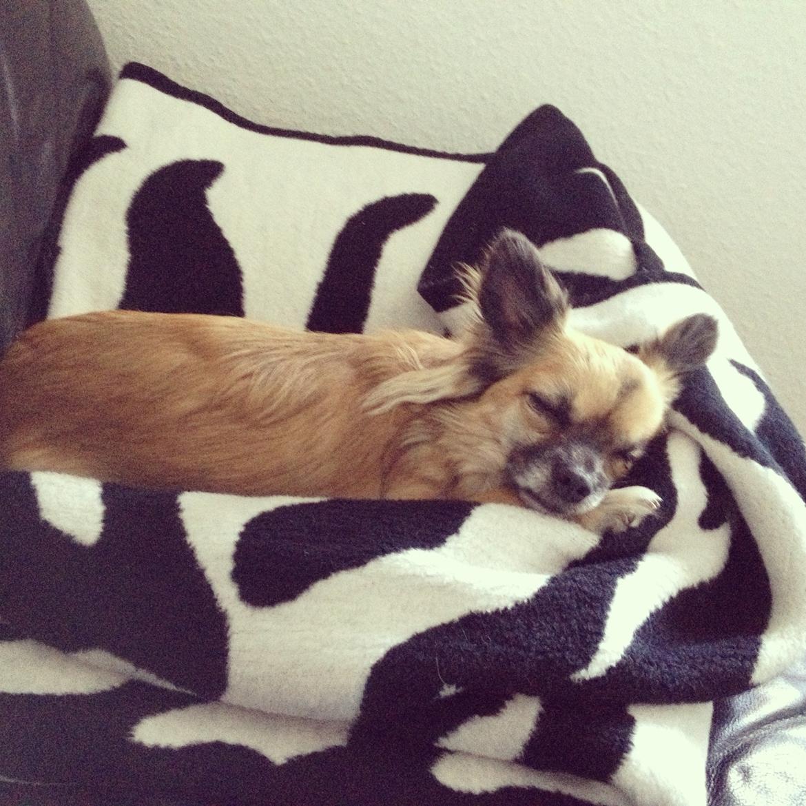 Chihuahua Chanel - 2013. billede 21