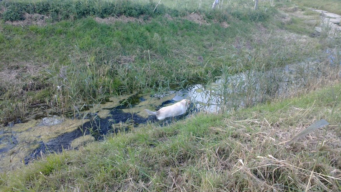 Labrador retriever tanja - Tanja bader i en å billede 10