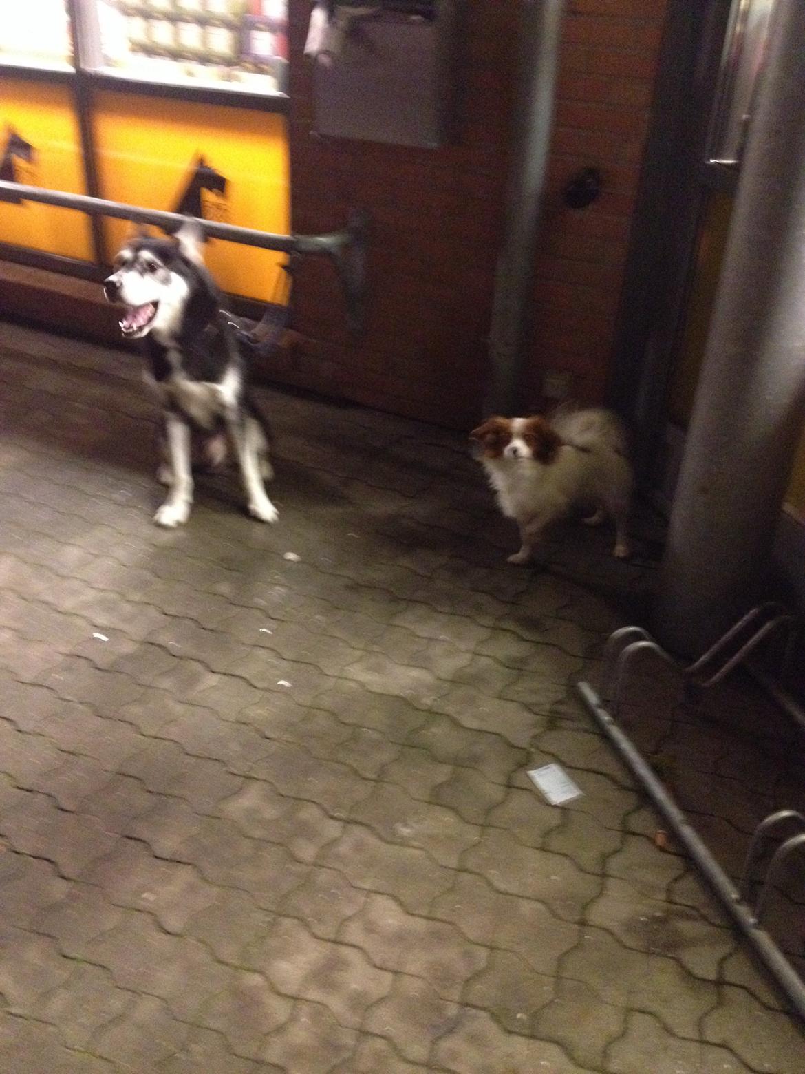 Phalene Diva billede 24