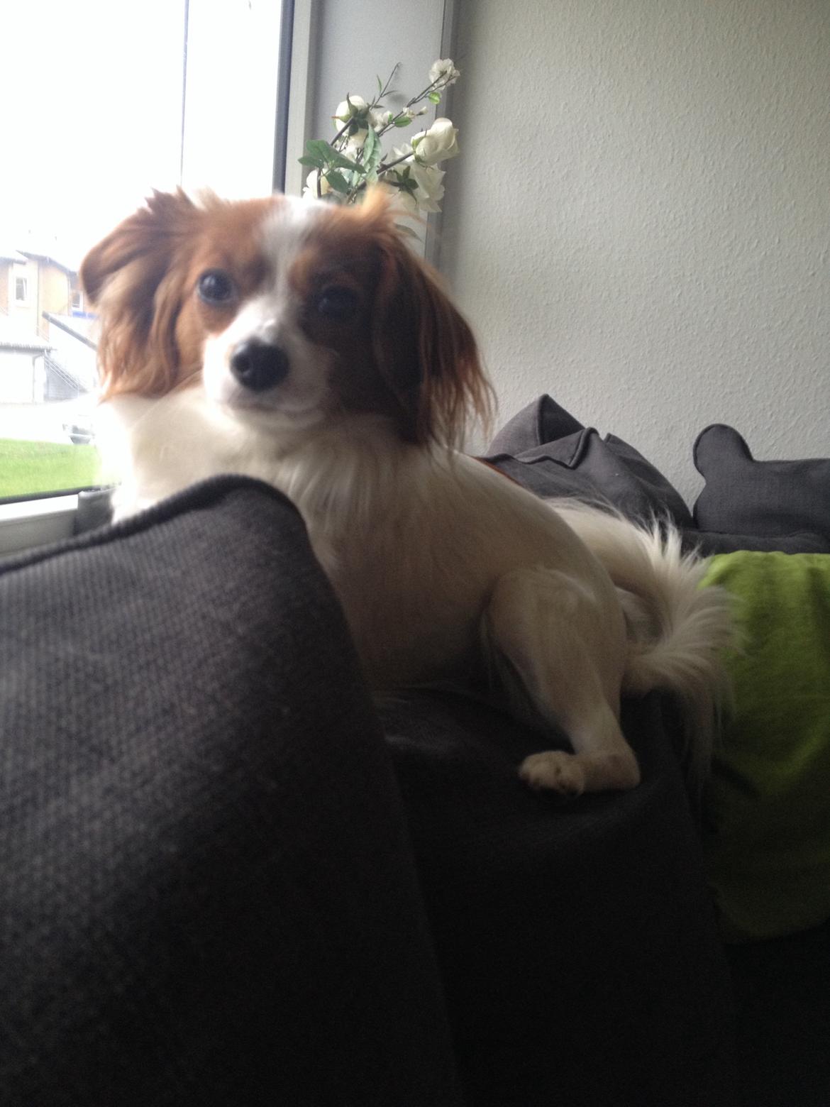 Phalene Diva billede 25