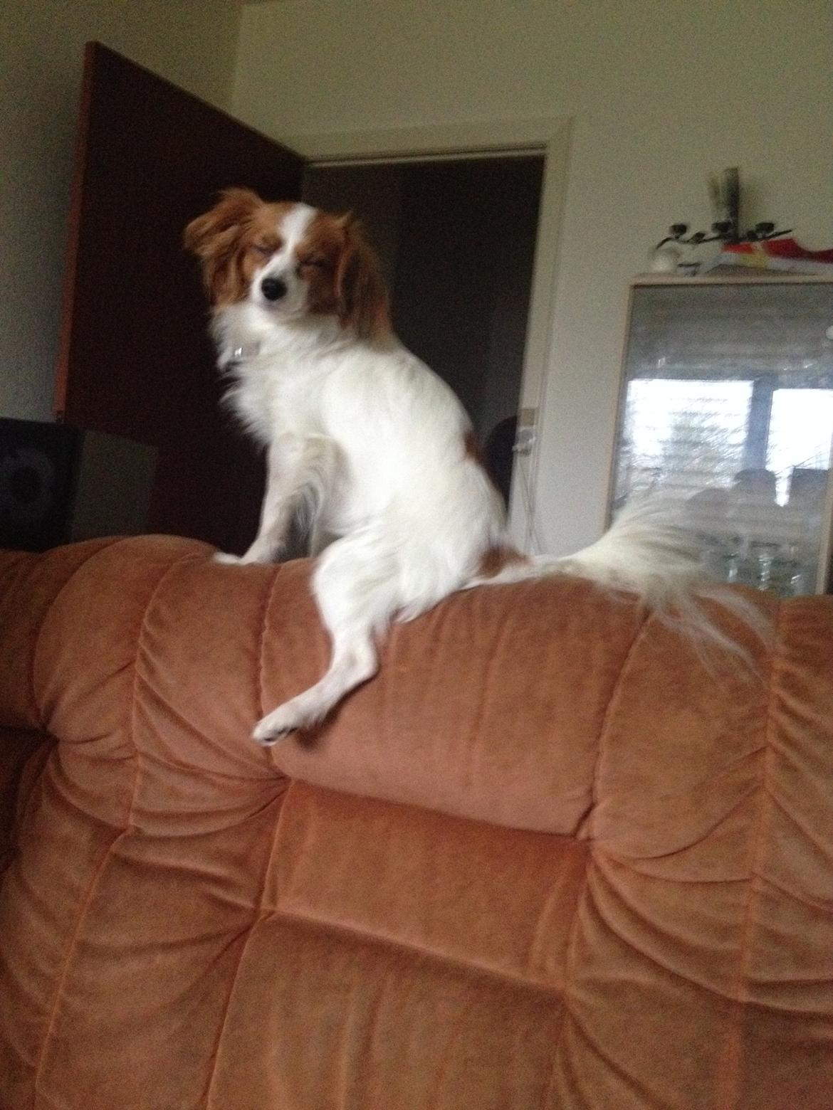 Phalene Diva billede 26