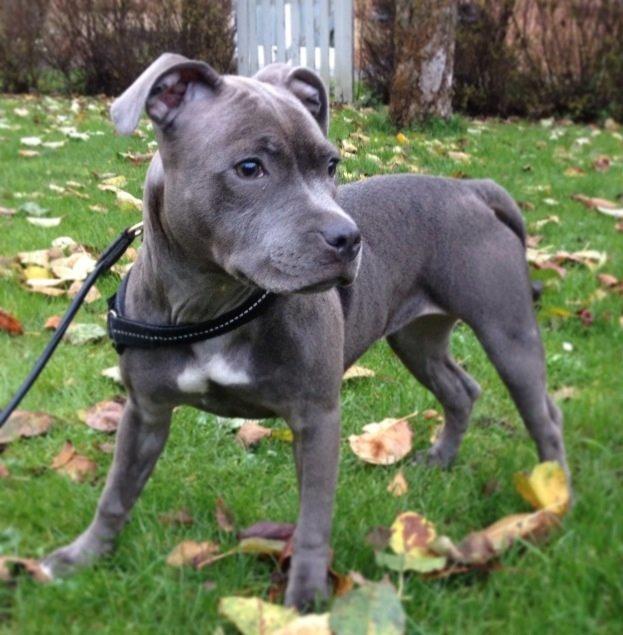 Staffordshire bull terrier Sabby billede 21