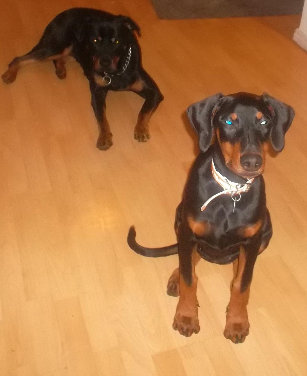 Dobermann sulo billede 6