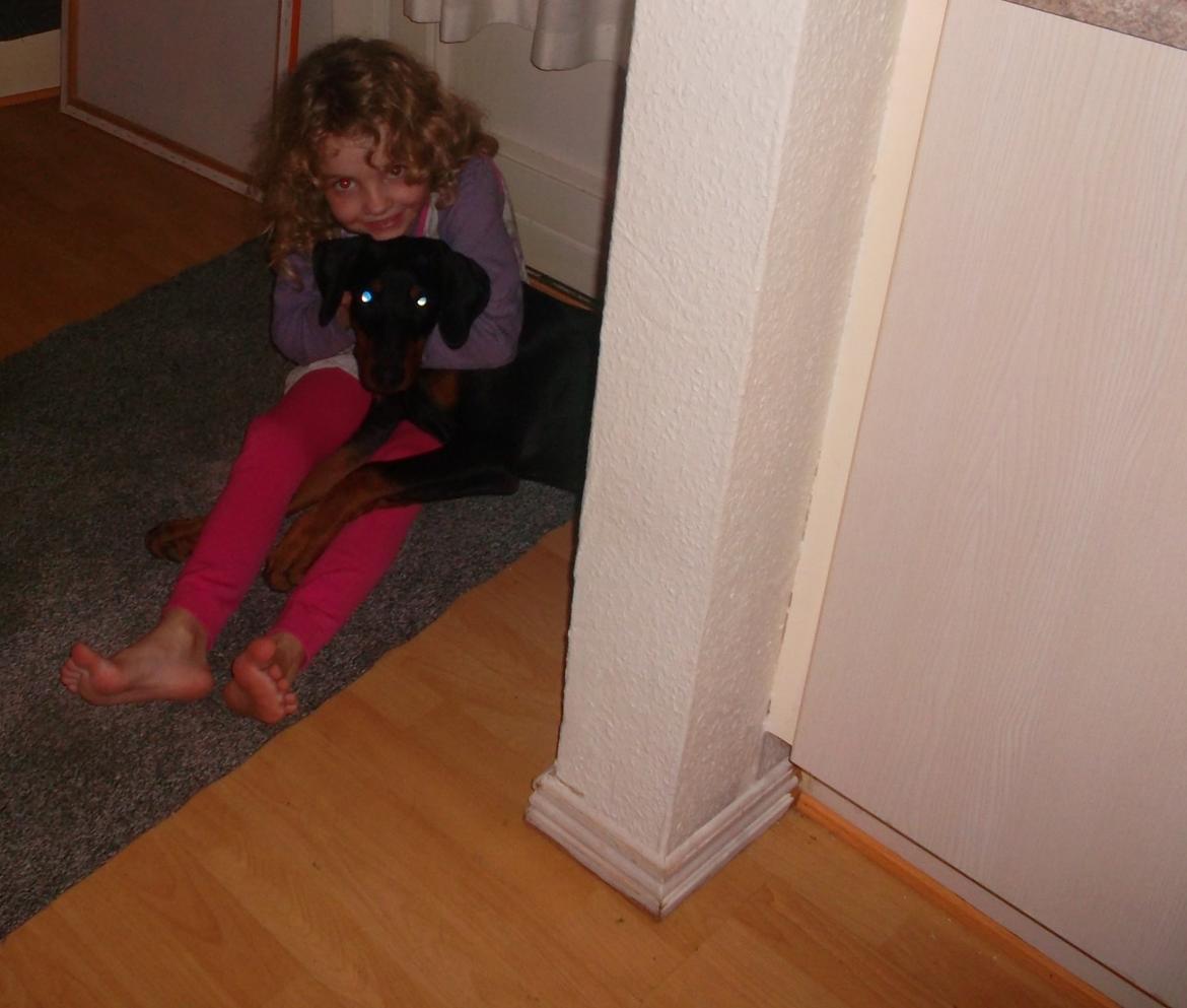 Dobermann sulo billede 7