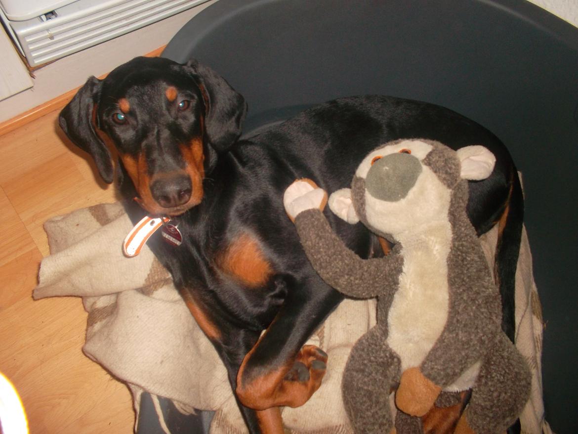 Dobermann sulo billede 8