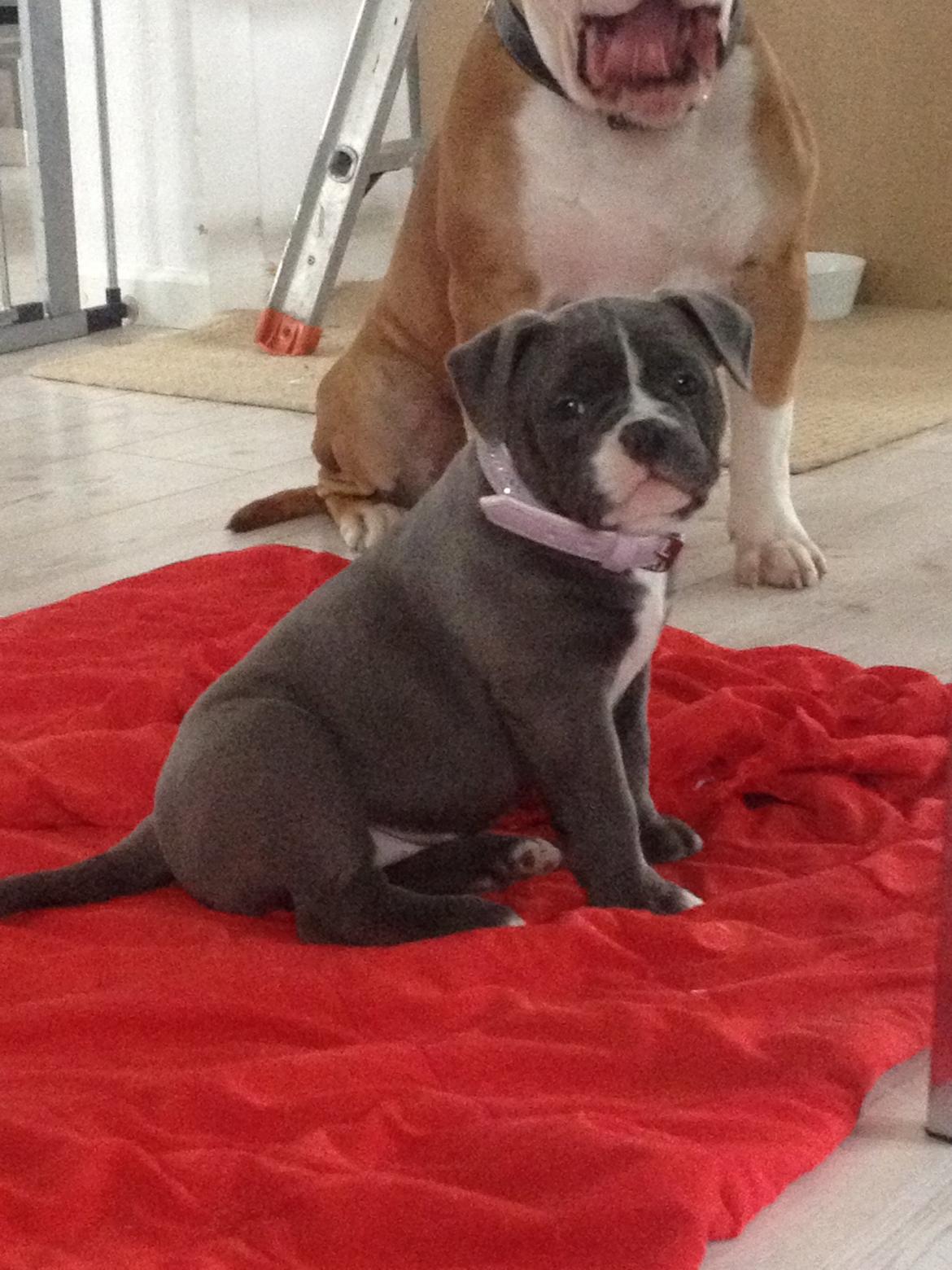 Olde english bulldogge GroovyBulls Marylin Monroe (Amiee) billede 7