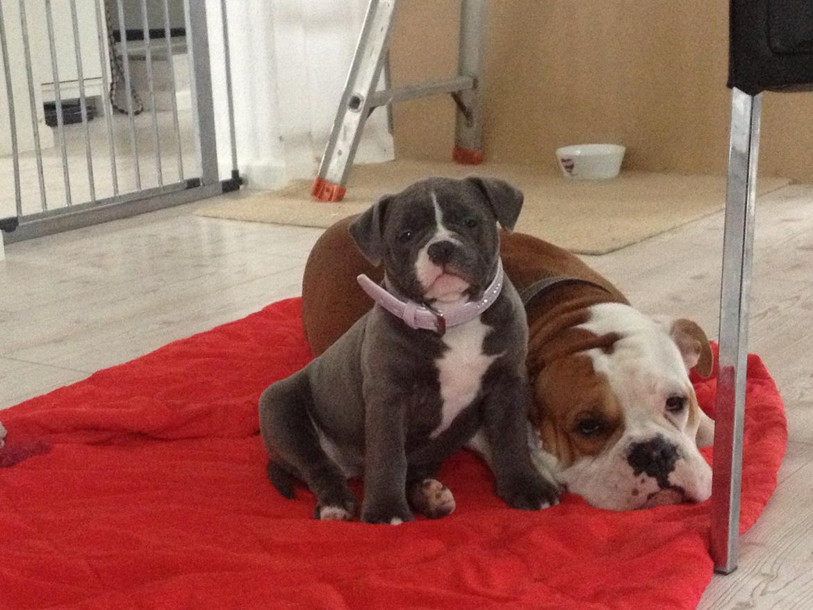 Olde english bulldogge GroovyBulls Marylin Monroe (Amiee) billede 8