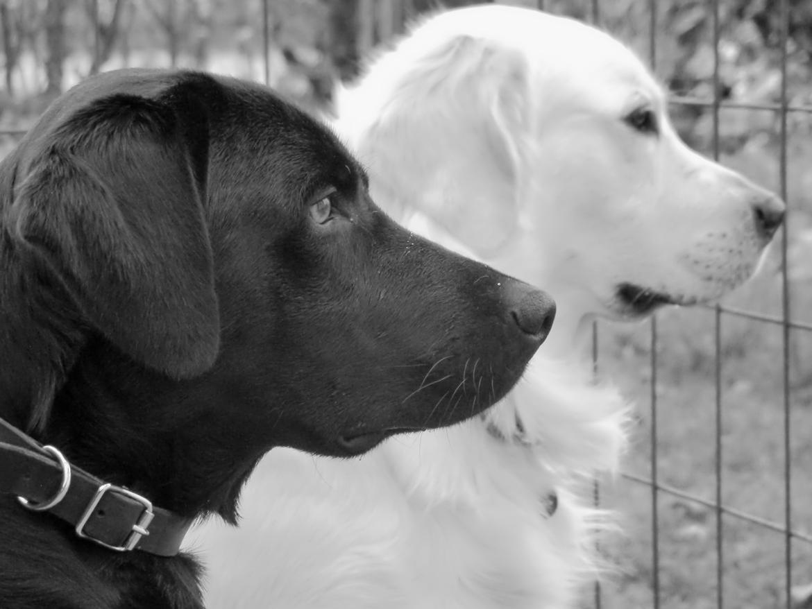 Labrador retriever Cano - Cano og Hubert overvåger haven  billede 14
