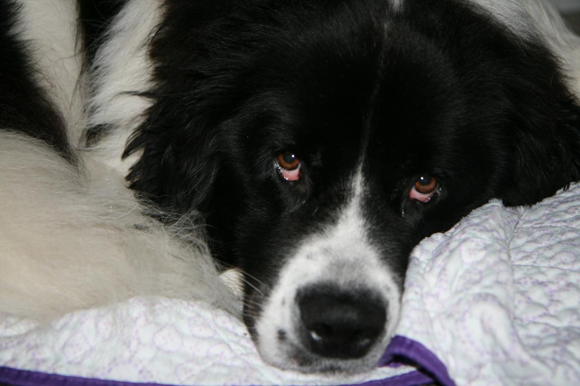 Landseer Molly billede 7