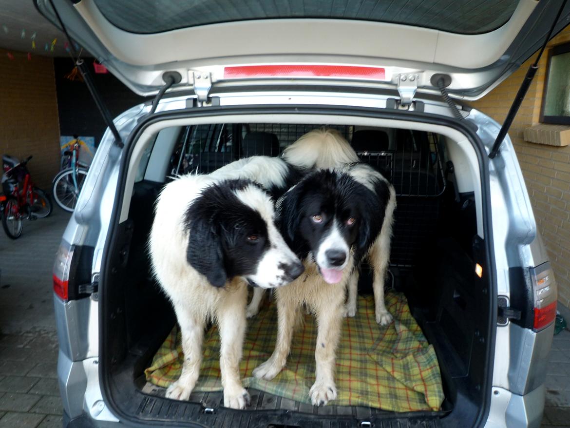 Landseer Molly - Molly og hendes bedste ven Milo billede 9