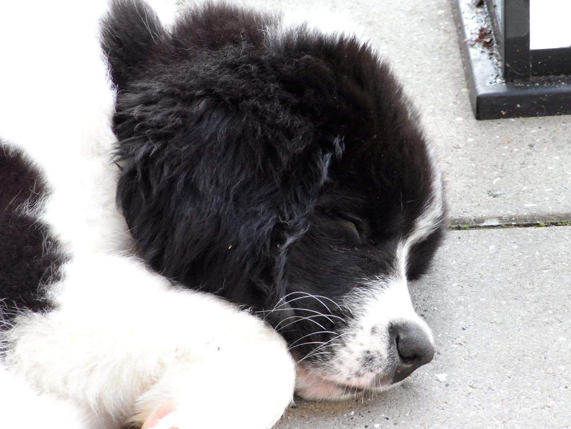 Landseer Molly billede 1