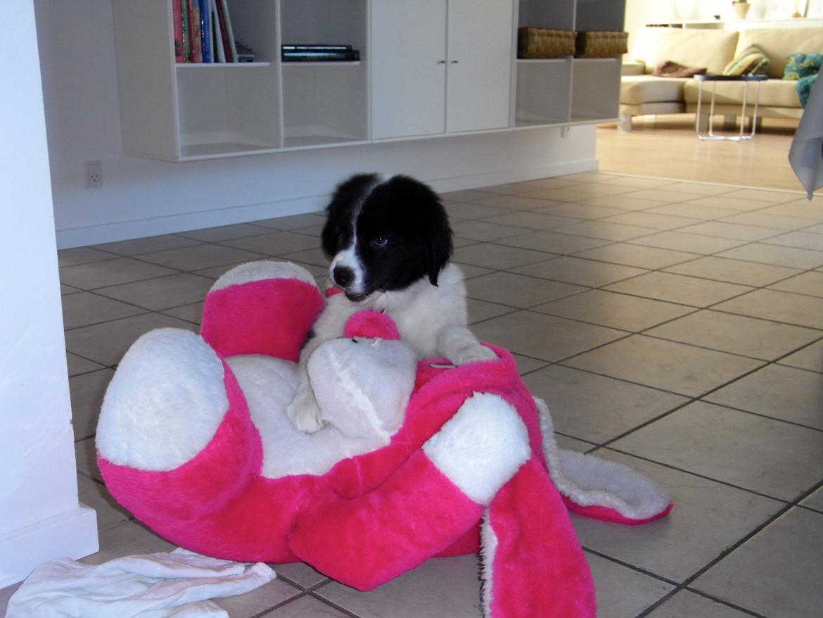 Landseer Molly billede 3