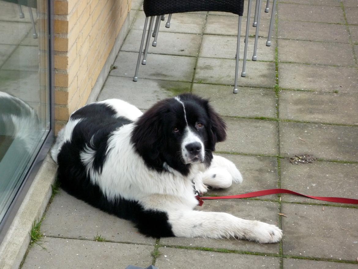 Landseer Molly billede 5