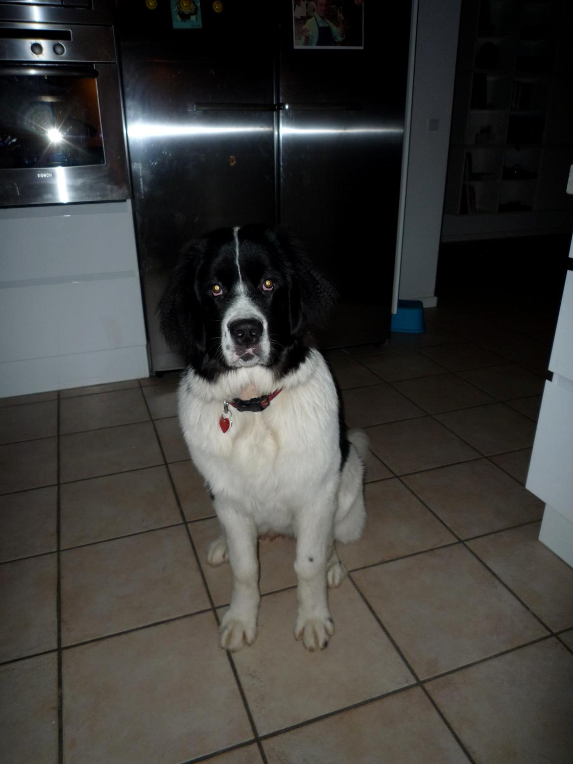 Landseer Molly billede 10