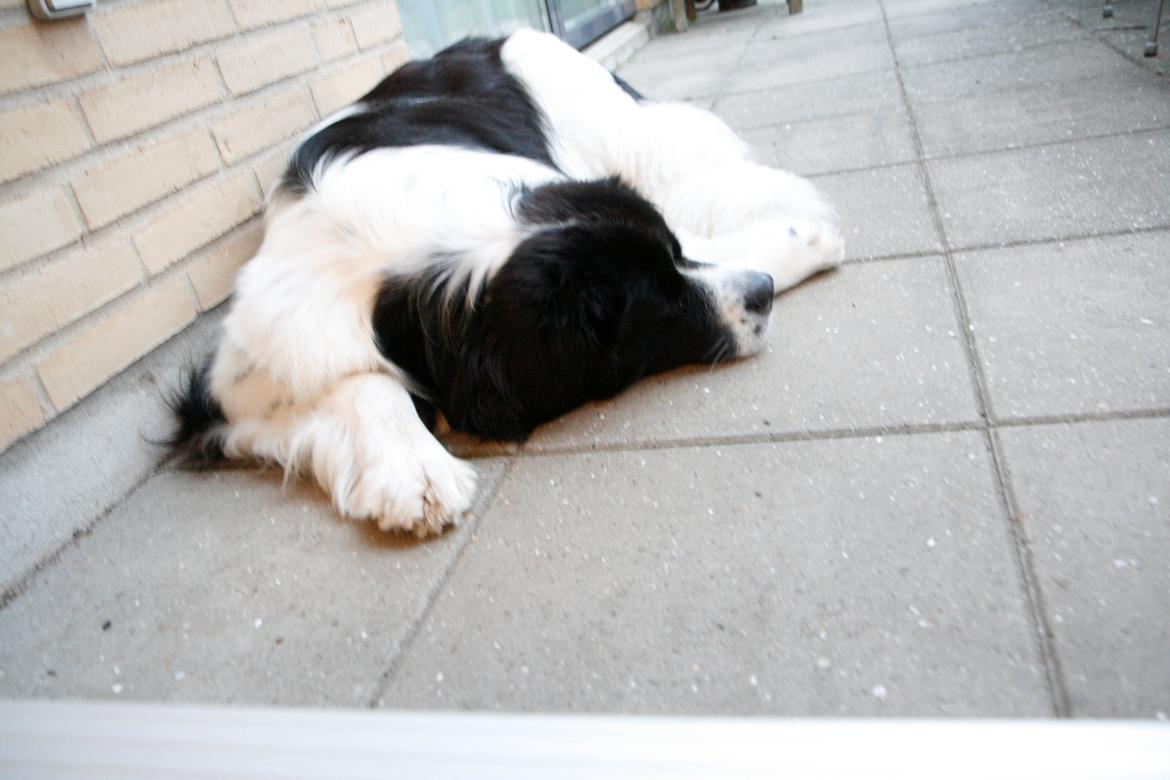 Landseer Molly billede 6