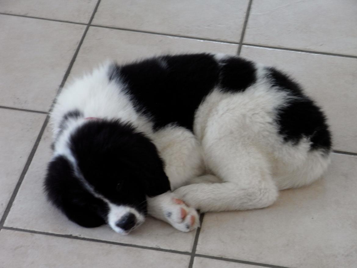 Landseer Molly billede 2