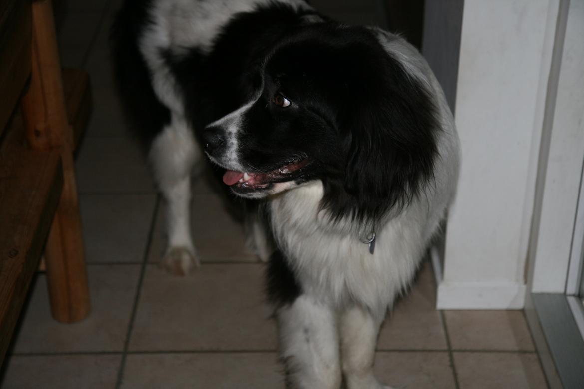 Landseer Molly billede 11