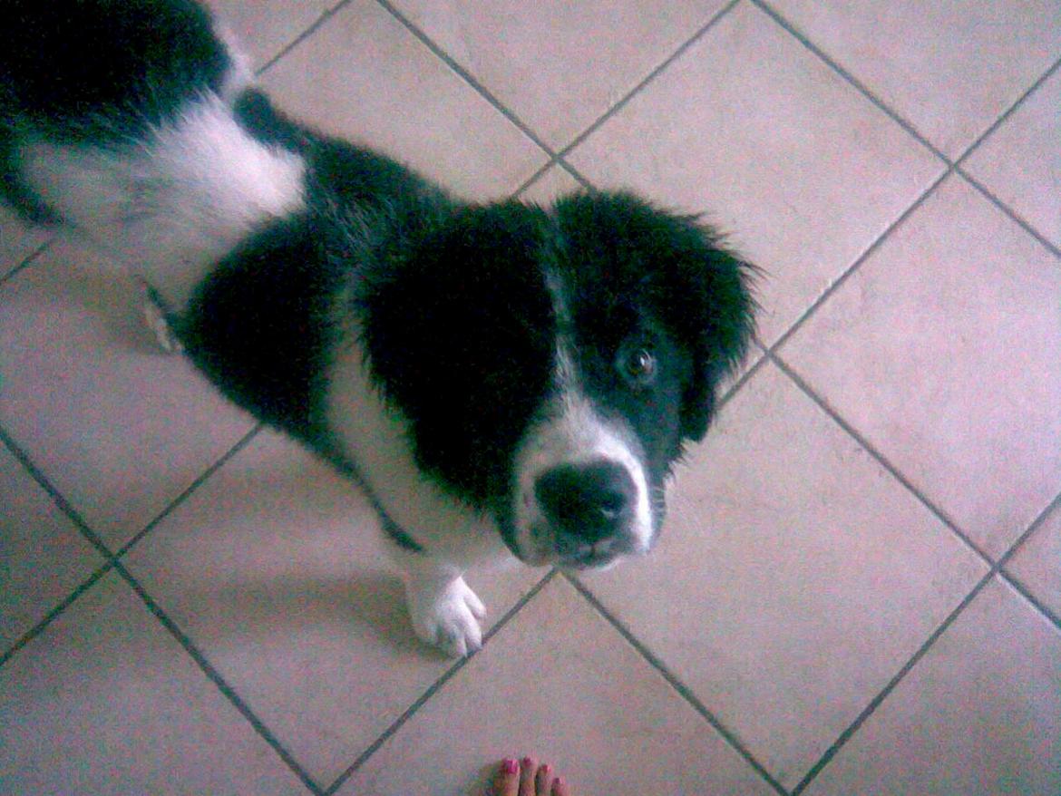 Landseer Molly billede 4