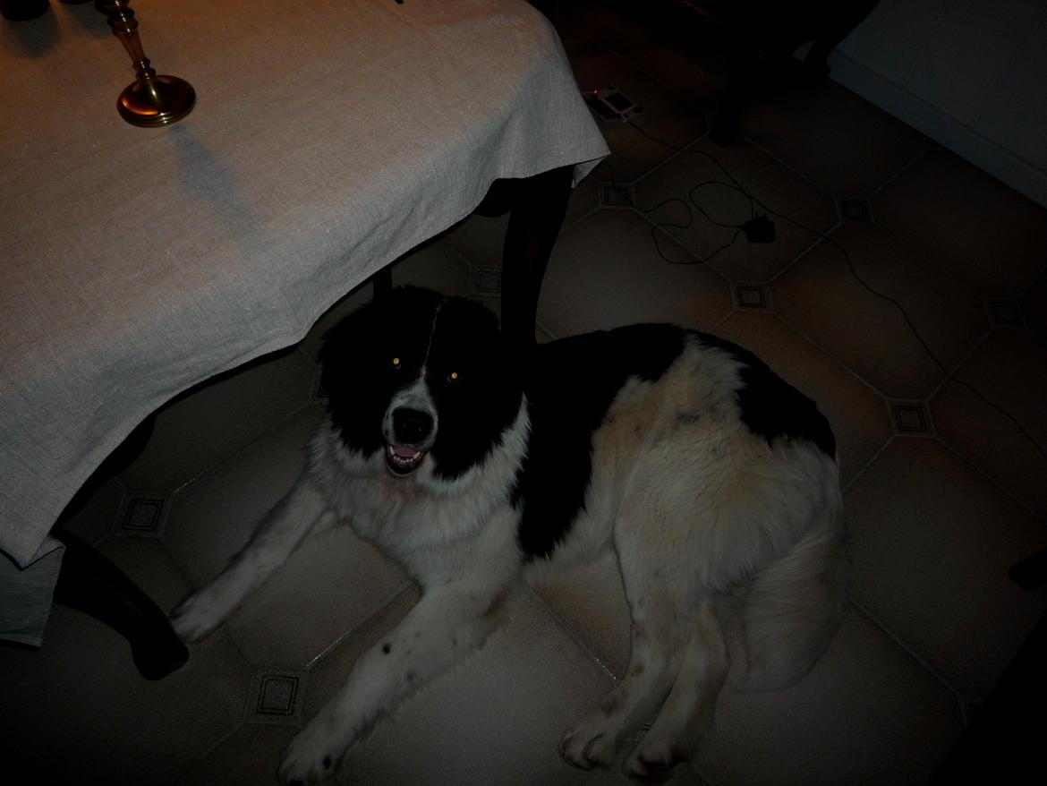 Landseer Molly billede 12