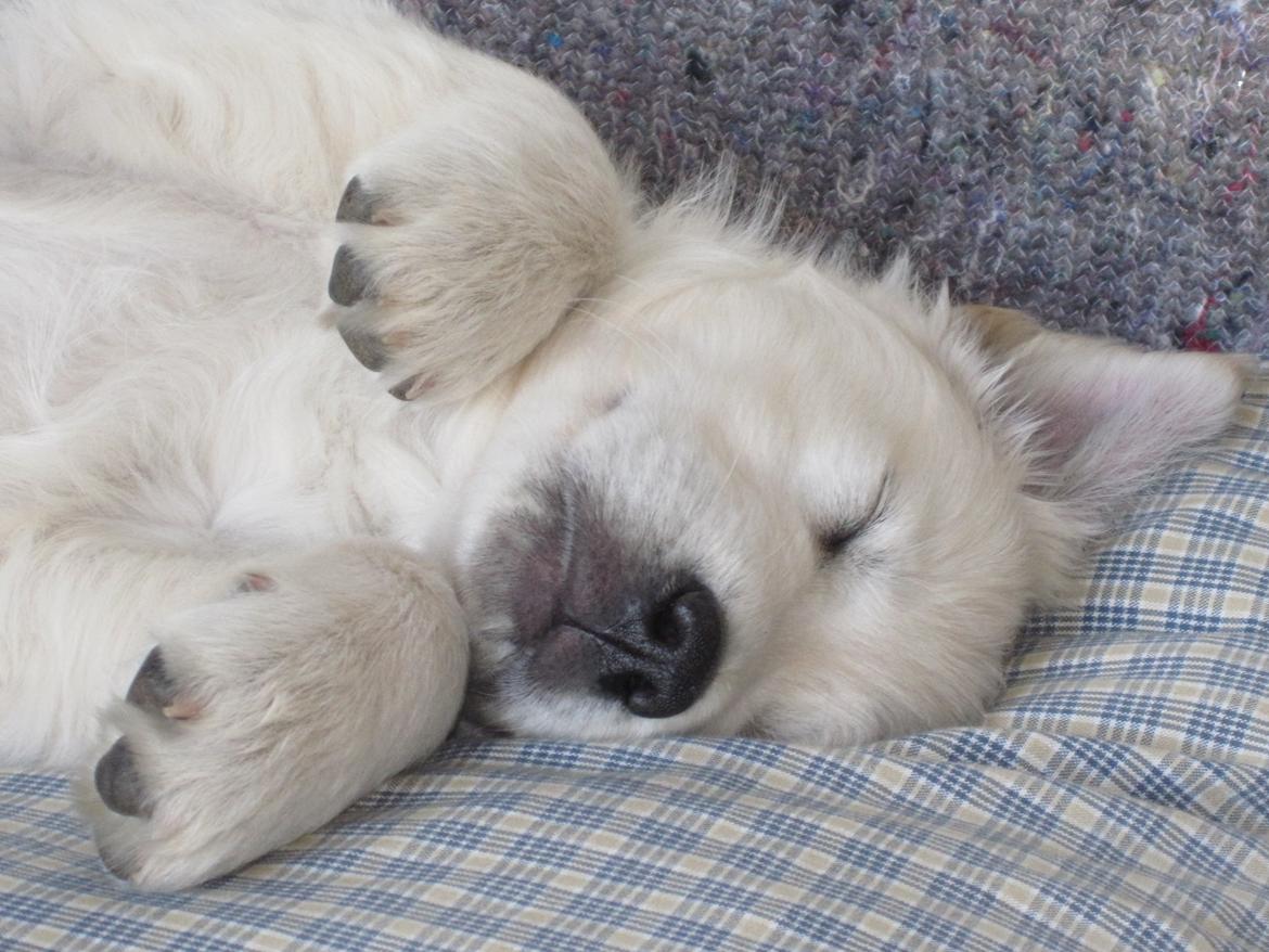 Golden retriever Margaux billede 23