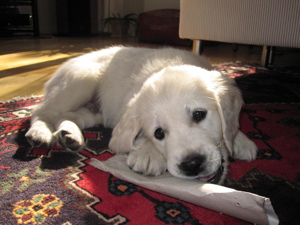 Golden retriever Margaux billede 18