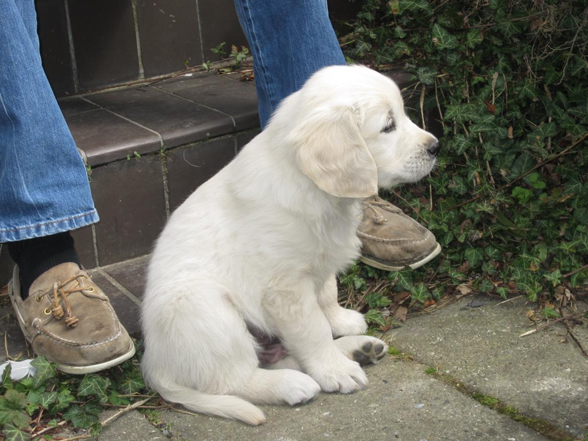Golden retriever Margaux billede 2