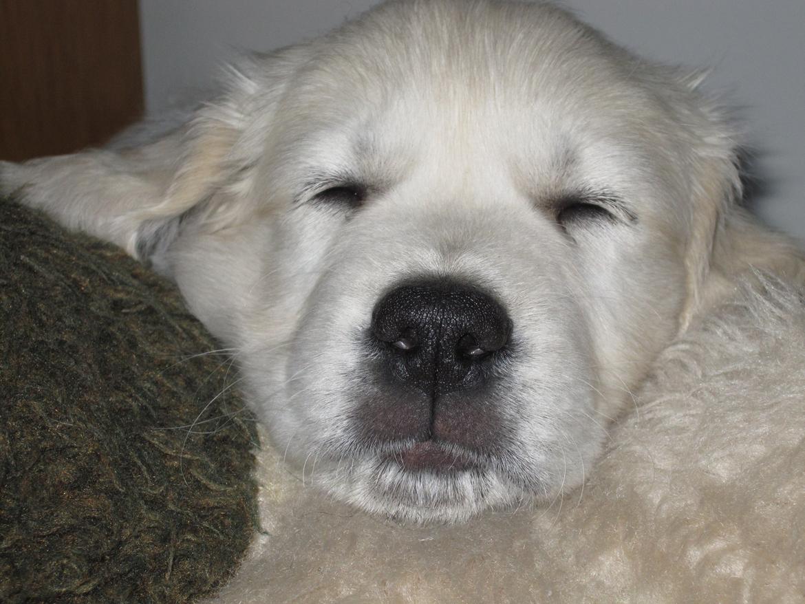 Golden retriever Margaux - Fotogen fra fødslen ;) billede 33