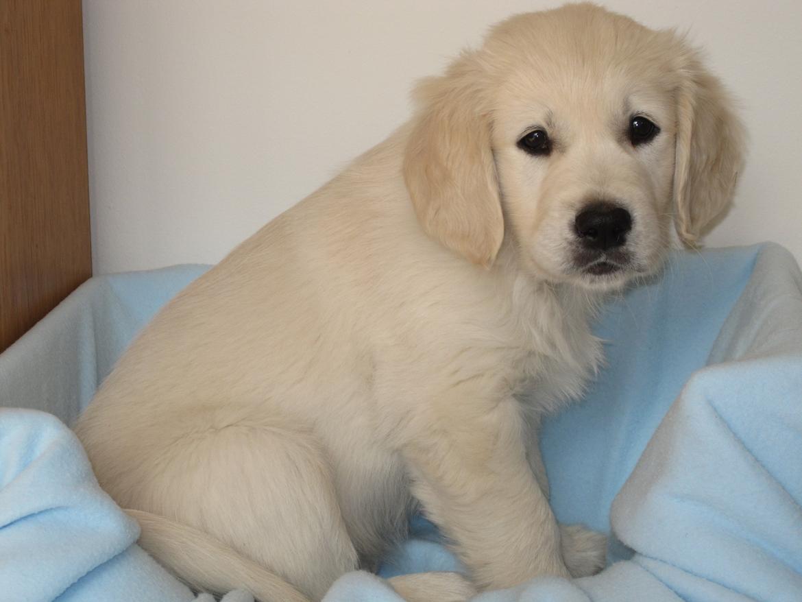 Golden retriever Margaux billede 21