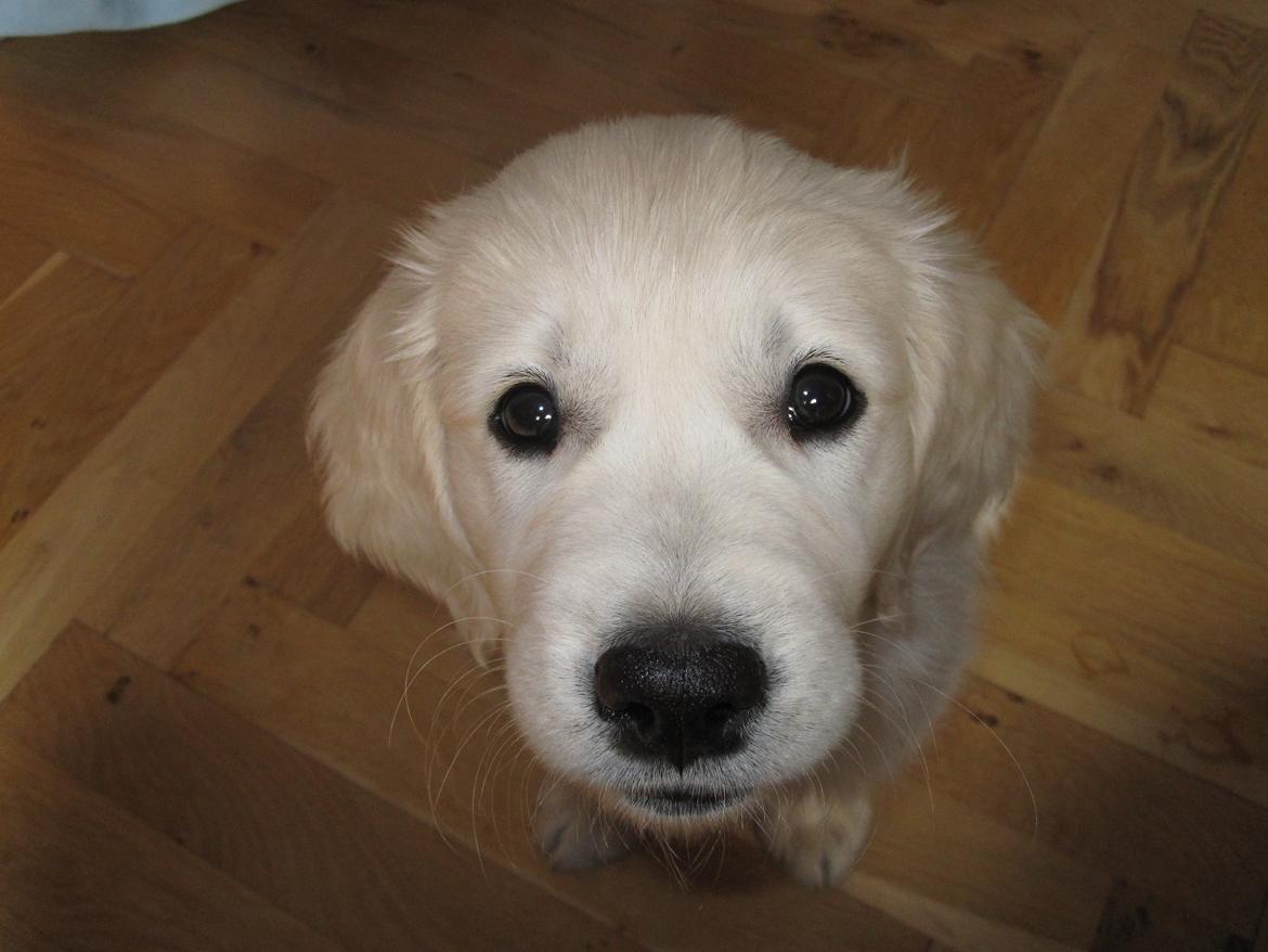 Golden retriever Margaux billede 35