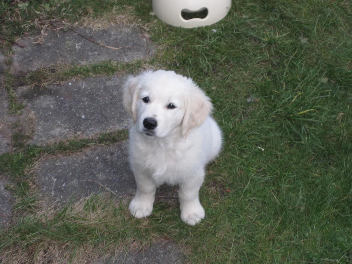 Golden retriever Margaux billede 6