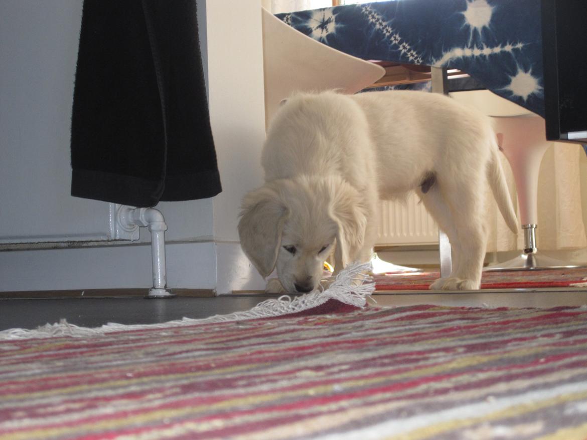 Golden retriever Margaux - Lille og nysgerrig billede 29