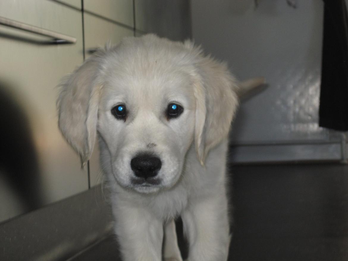 Golden retriever Margaux billede 11