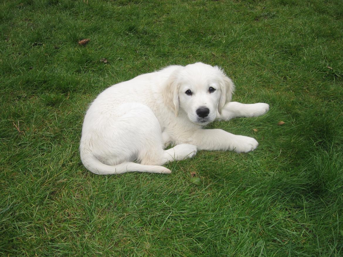 Golden retriever Margaux billede 8