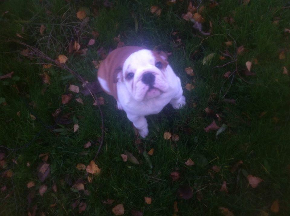 Engelsk bulldog Nahla billede 1