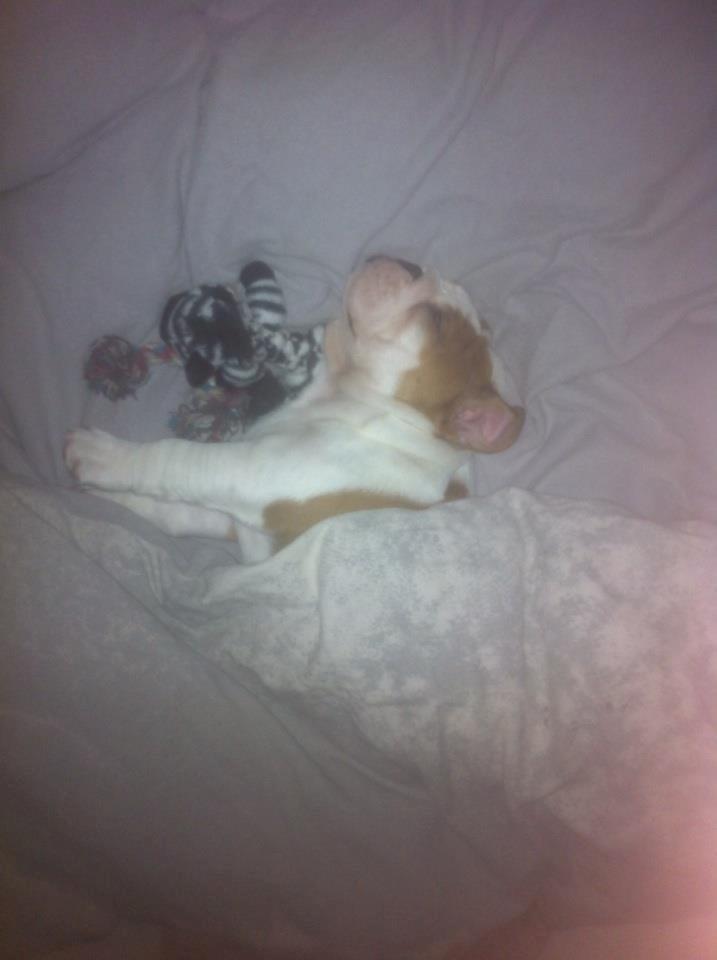 Engelsk bulldog Nahla - nahla 8 uger
 billede 2