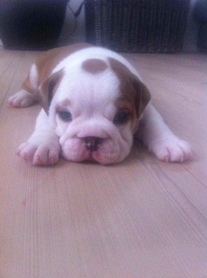 Engelsk bulldog Nahla - nahla 7 uger billede 3