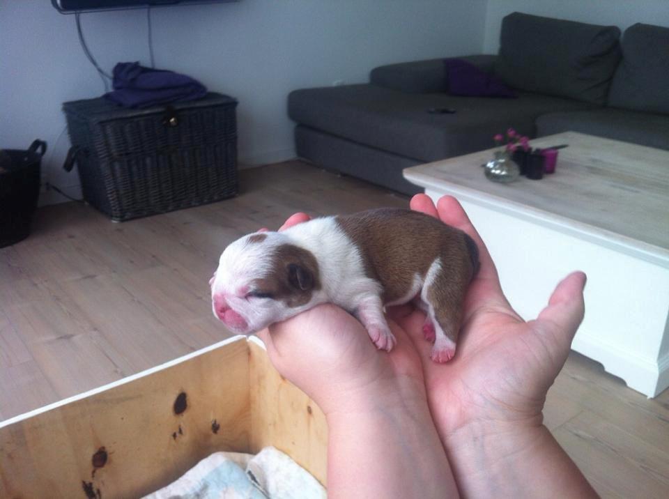 Engelsk bulldog Nahla billede 4