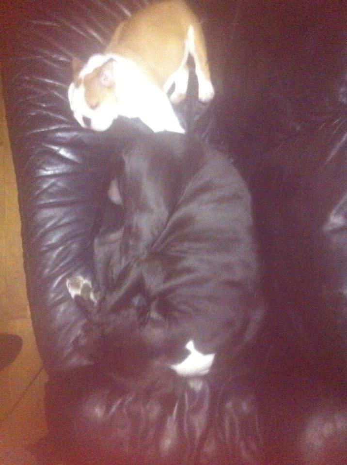 Engelsk bulldog Nahla billede 5