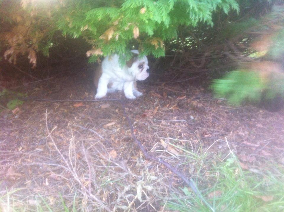 Engelsk bulldog Nahla billede 6